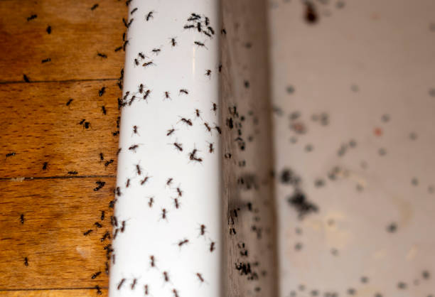 Fremont Hills, MO Pest Control Company